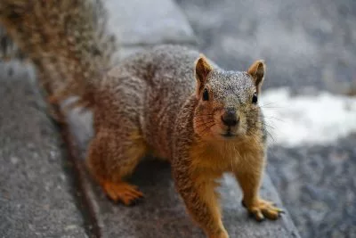 A squirrels can eat bread. Here a squirrel is looking for bread