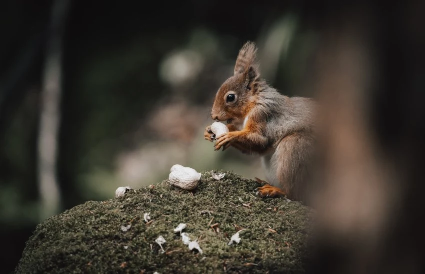 How Do Squirrels Eat Their Food? Should I Continue Feeding Them? - Yard And  Garden Talk